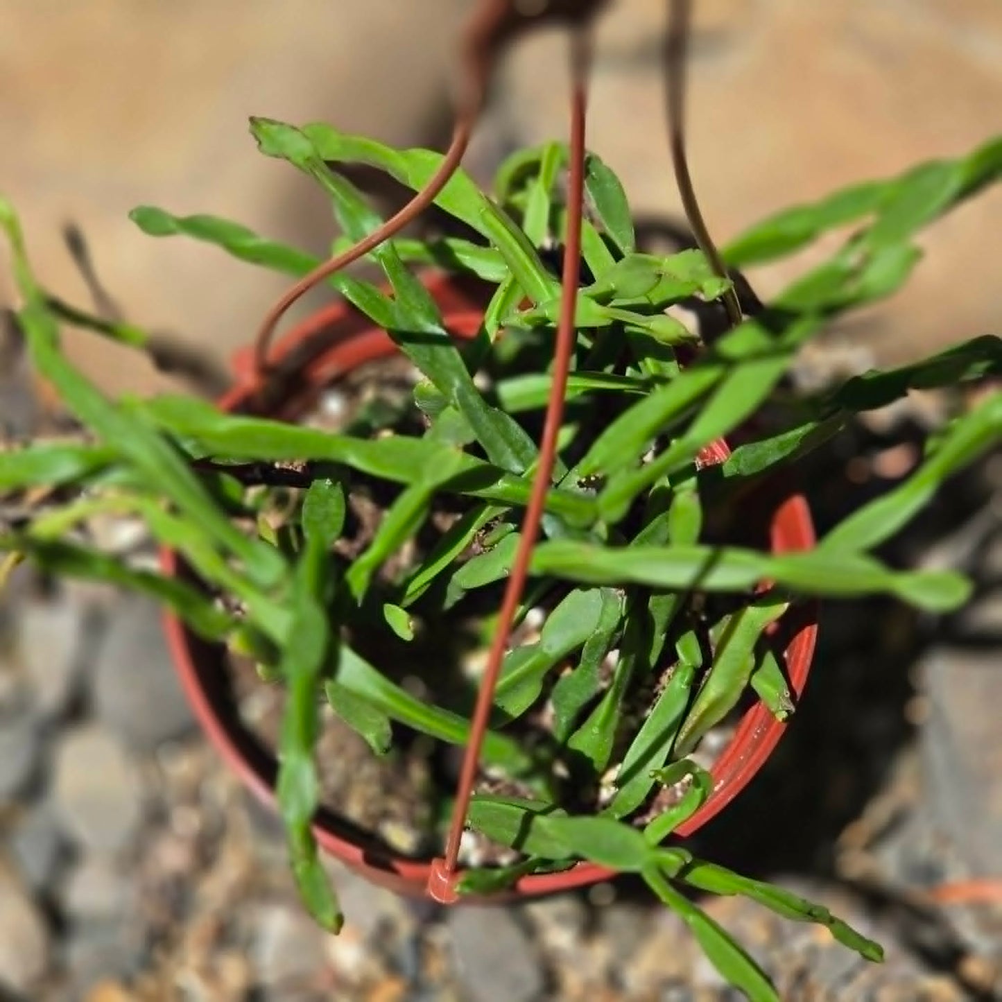 DesertScapeSucculent Cactus 6 Inch Rhipsalis Paradoxa 'Chain Cactus'