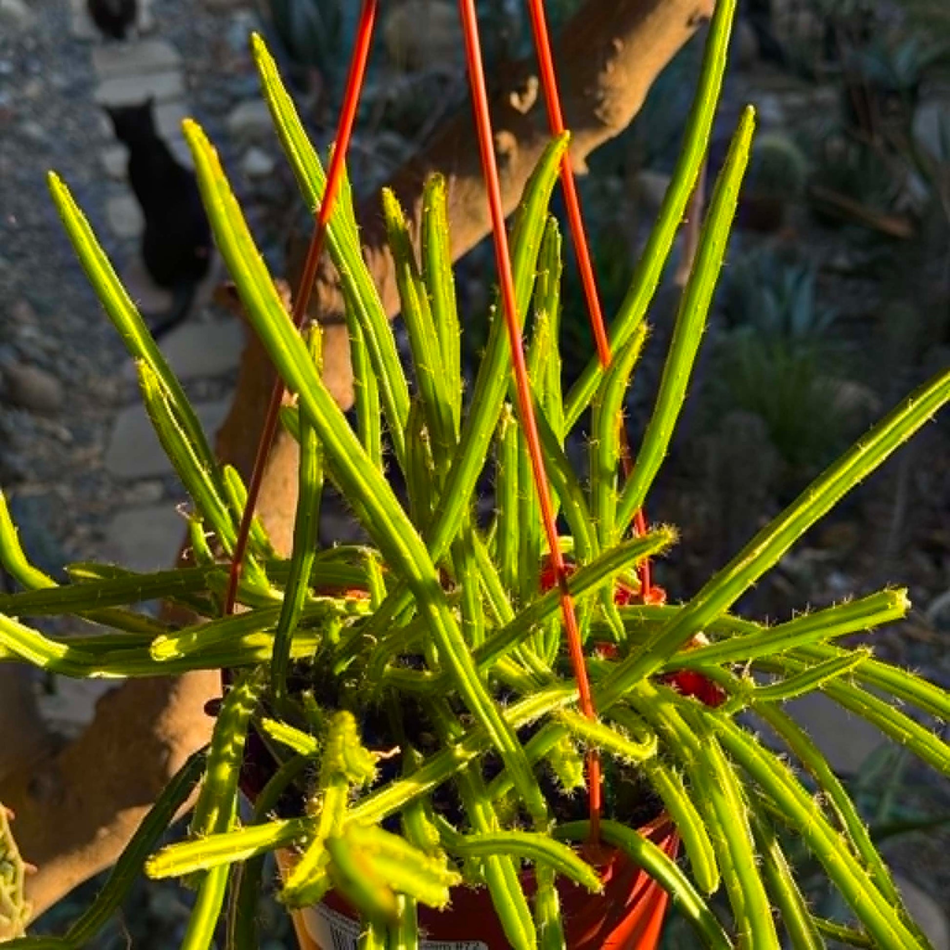 DesertScapeSucculent Cactus 6 Inch Selenicereus wercklei 'Queen of the Night'