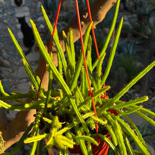 DesertScapeSucculent Cactus 6 Inch Selenicereus wercklei 'Queen of the Night'
