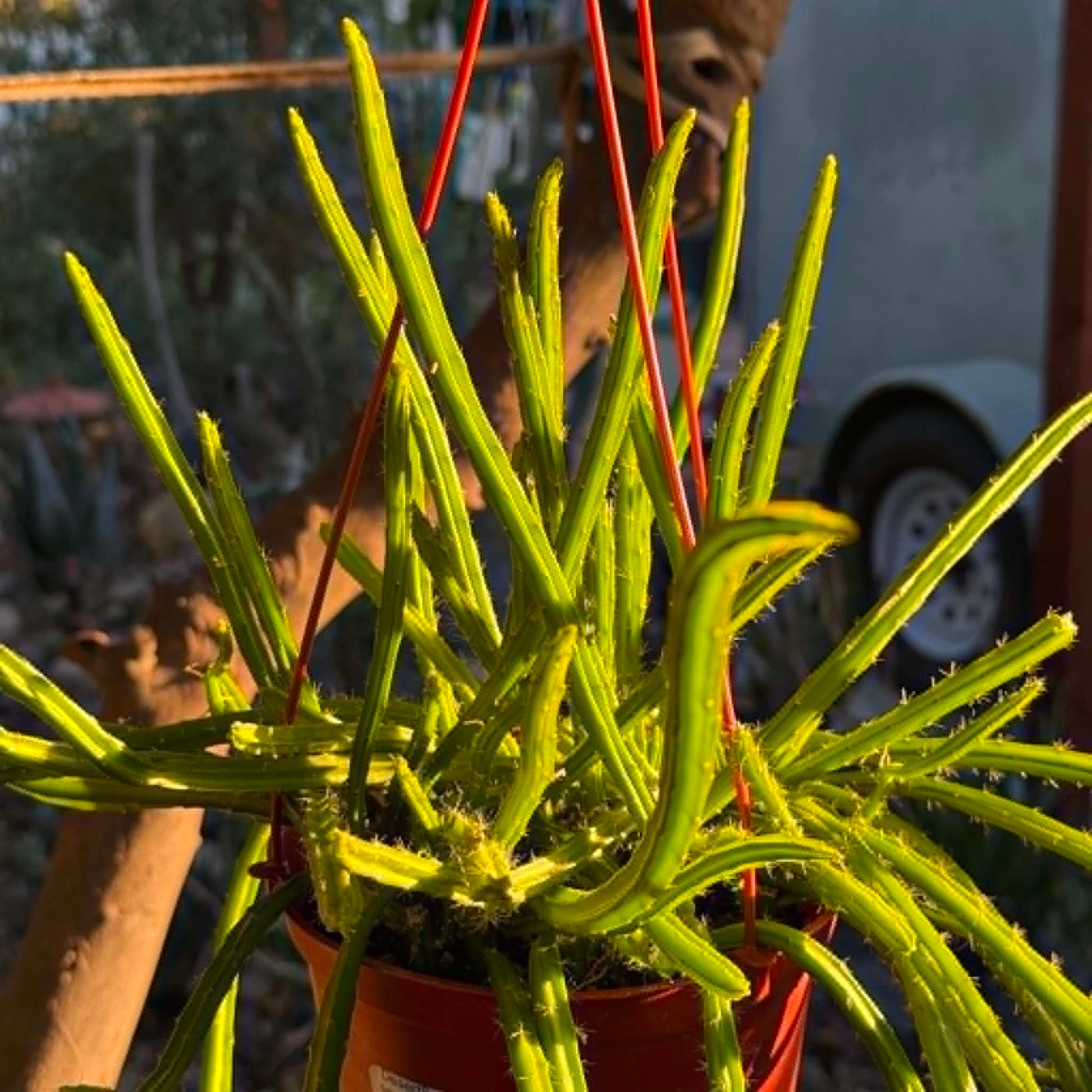 DesertScapeSucculent Cactus 6 Inch Selenicereus wercklei 'Queen of the Night'