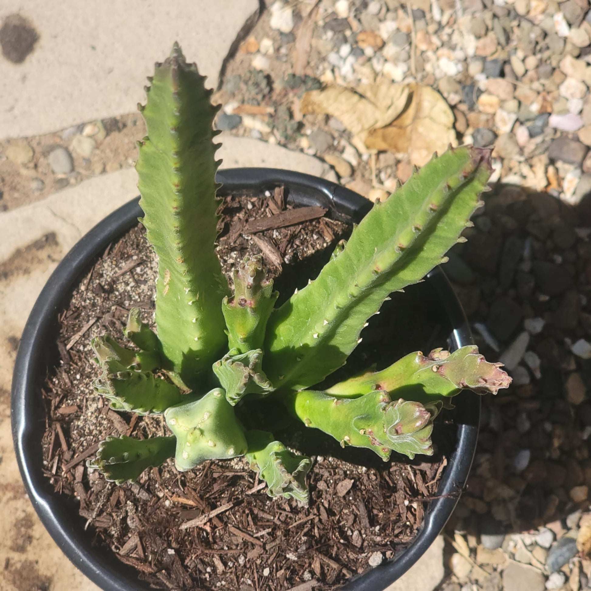 Stapelia gigantea - 1 Gal Assorted - Cactus - DesertScapeSucculent