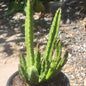 Stapelia gigantea - 1 Gal Assorted - Cactus - DesertScapeSucculent