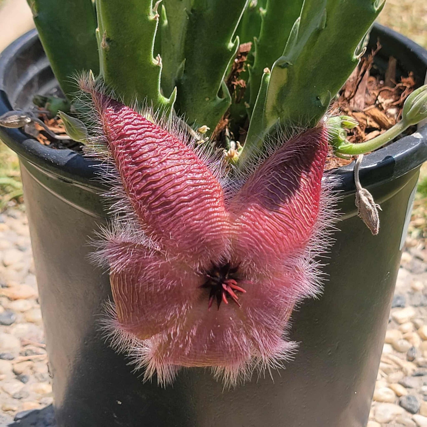 Stapelia gigantea - 1 Gal Assorted - Cactus - DesertScapeSucculent