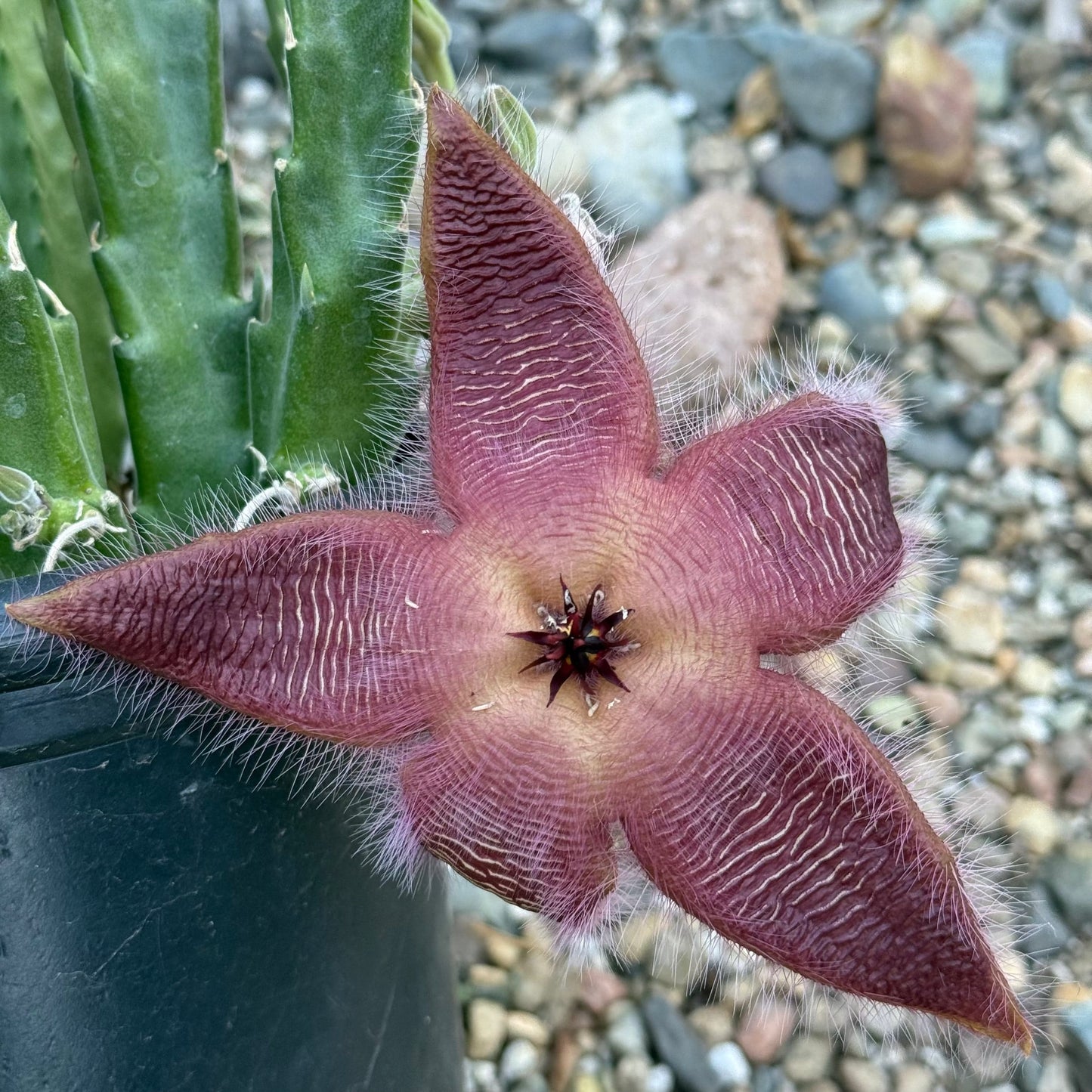 Stapelia gigantea - 1 Gal Assorted - Cactus - DesertScapeSucculent