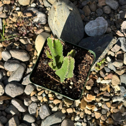 DesertScapeSucculent Cactus Stapelia gigantea