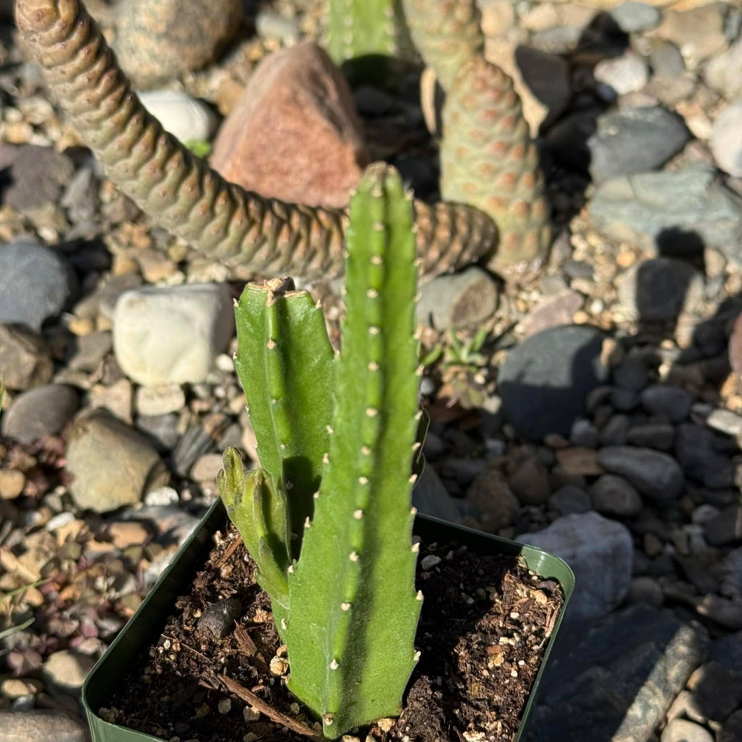 DesertScapeSucculent Cactus 4 Inch Stapelia gigantea