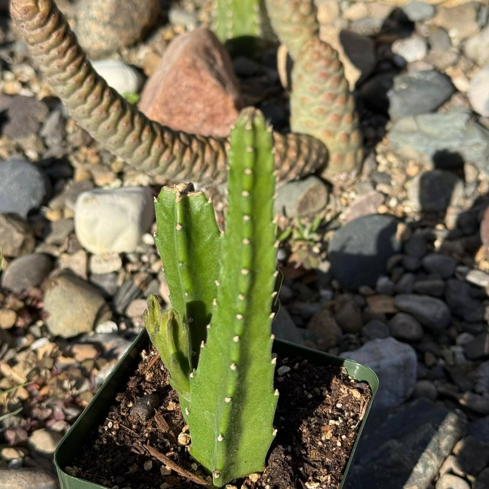 DesertScapeSucculent Cactus 4 Inch Stapelia gigantea