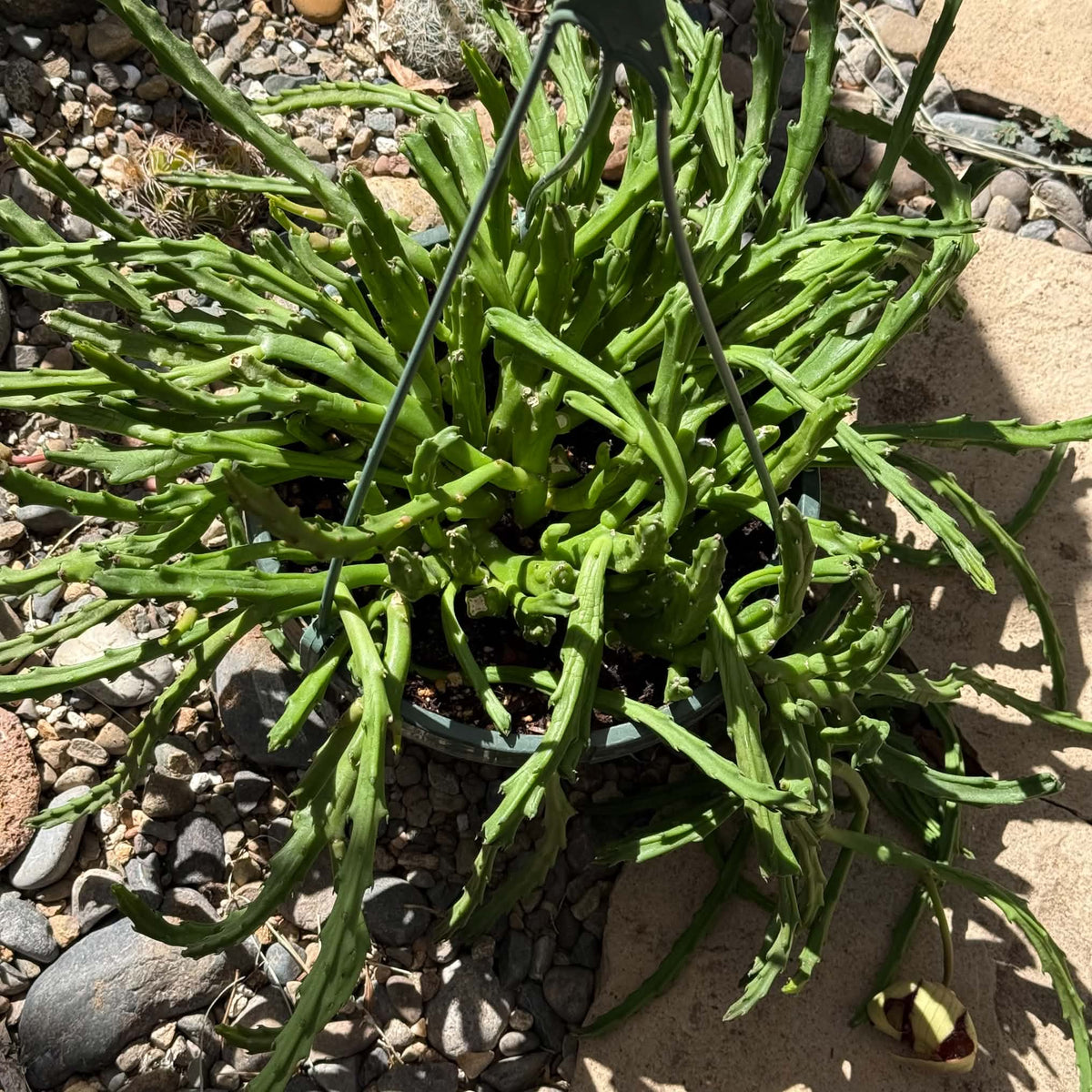 DesertScapeSucculent Cactus 8 Inch Stapelia 'Grandiflora'