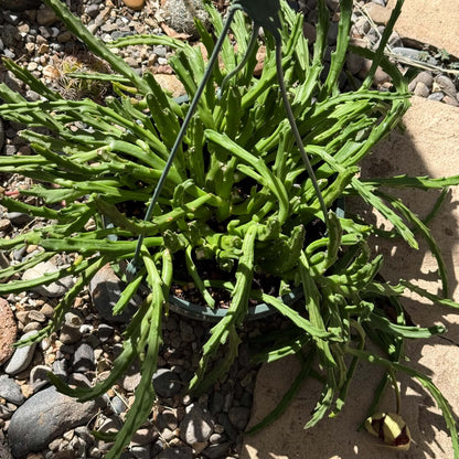 DesertScapeSucculent Cactus 8 Inch Stapelia 'Grandiflora'