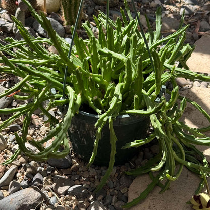DesertScapeSucculent Cactus 8 Inch Stapelia 'Grandiflora'