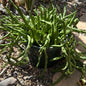 DesertScapeSucculent Cactus 8 Inch Stapelia 'Grandiflora'