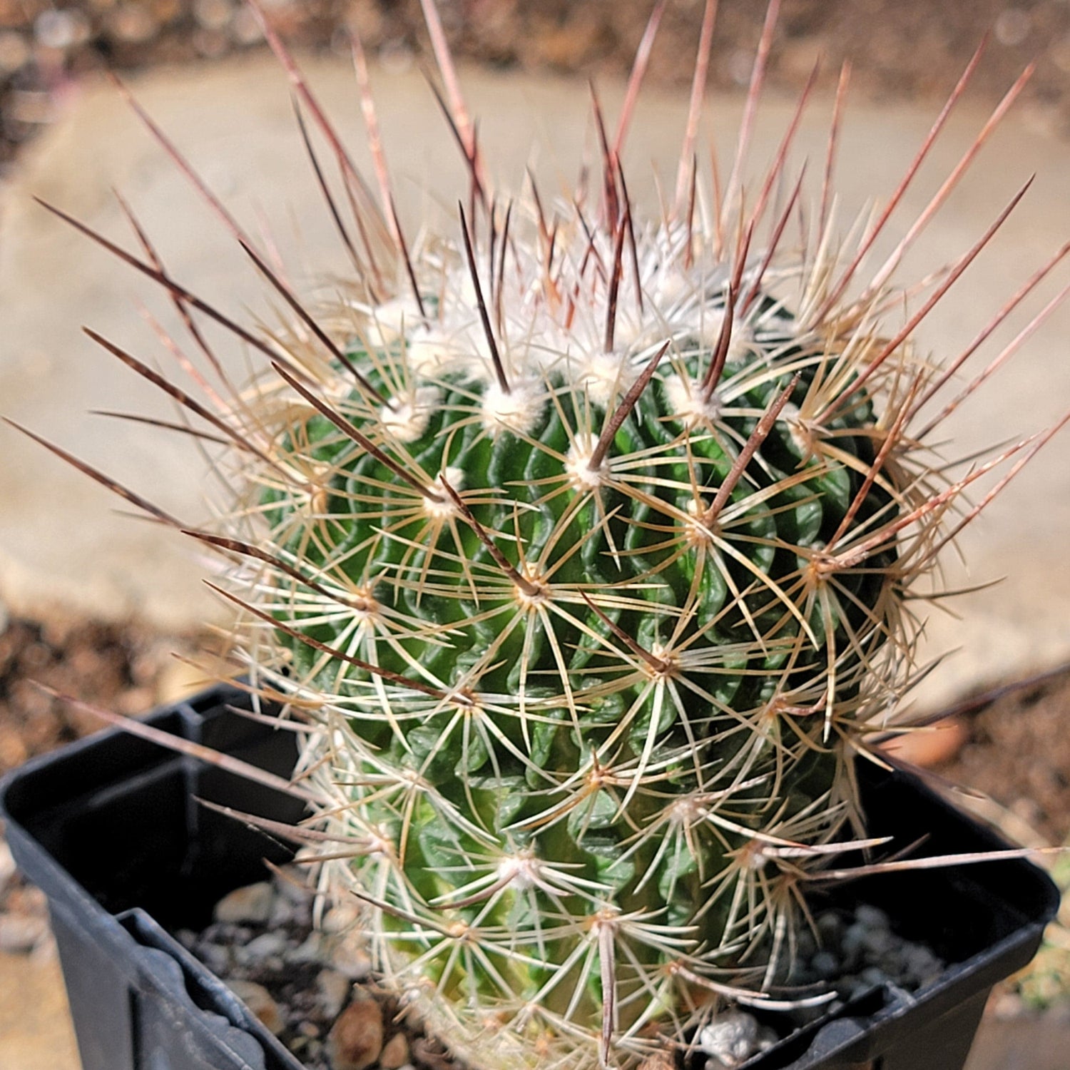 DesertScapeSucculent Cactus 4" Assorted Stenocactus 'Cinco de Mayo'