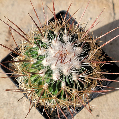 DesertScapeSucculent Cactus 4" Assorted Stenocactus 'Cinco de Mayo'