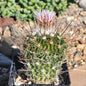 Stenocactus 'Cinco de Mayo' - 4 Inch Assorted - Cactus - DesertScapeSucculent