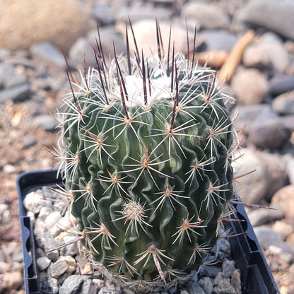 Stenocactus 'Cinco de Mayo'