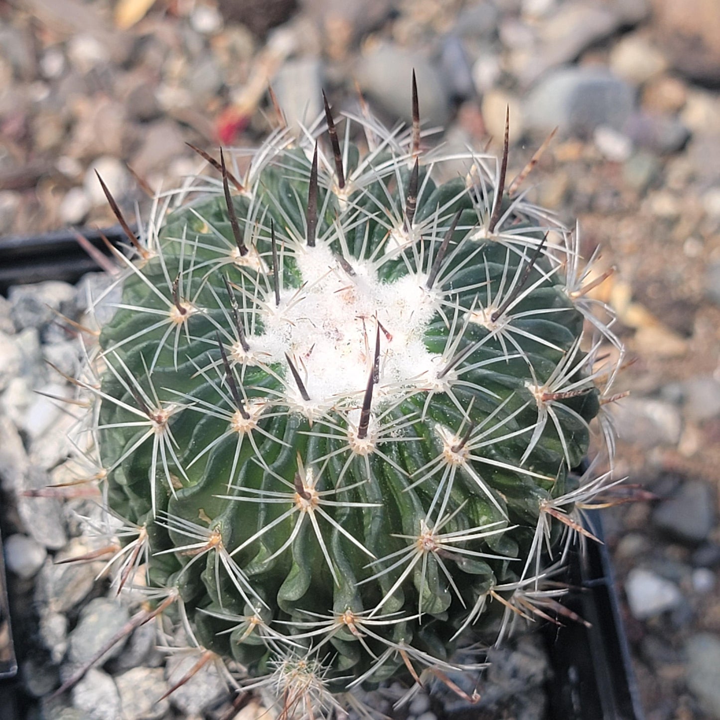 Stenocactus 'Cinco de Mayo'