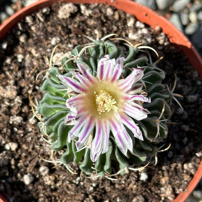 Stenocactus lamellosus