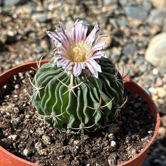 Stenocactus lamellosus