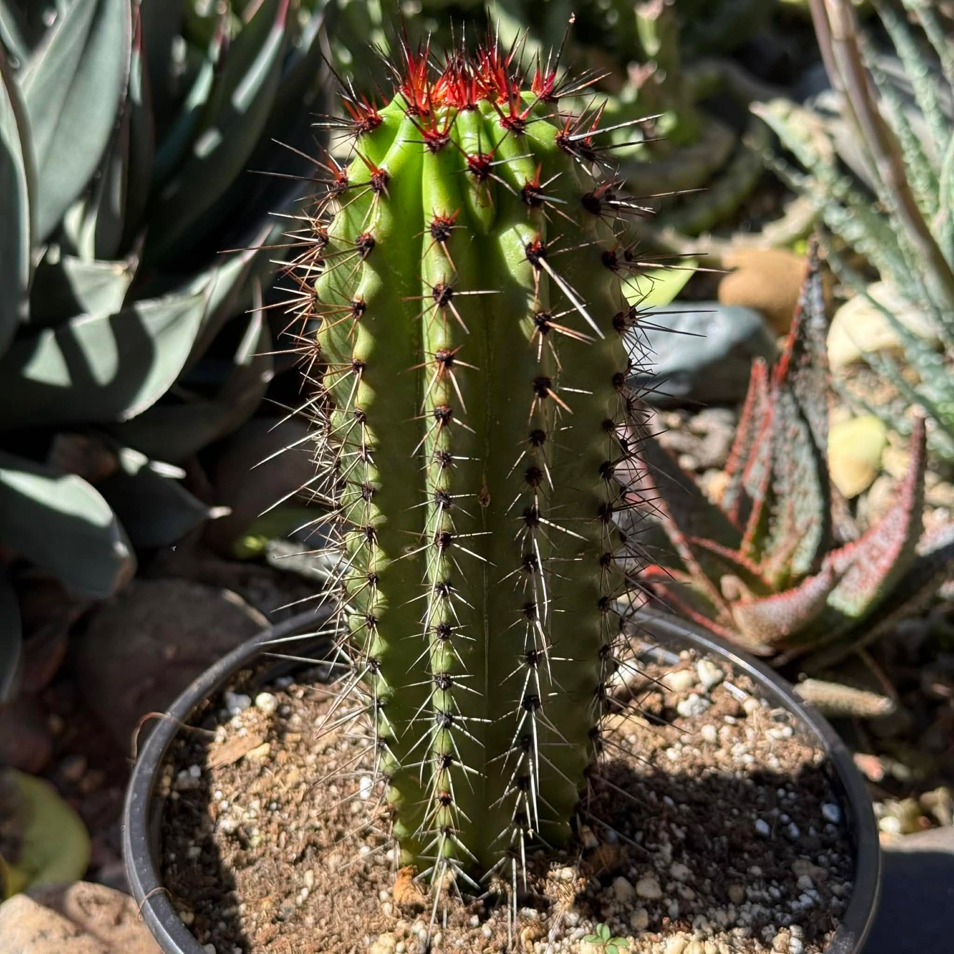 DesertScapeSucculent Cactus 6 Inch Stenocactus thurberi 'Organ Pipe Cactus'