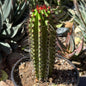 DesertScapeSucculent Cactus 6 Inch Stenocactus thurberi 'Organ Pipe Cactus'