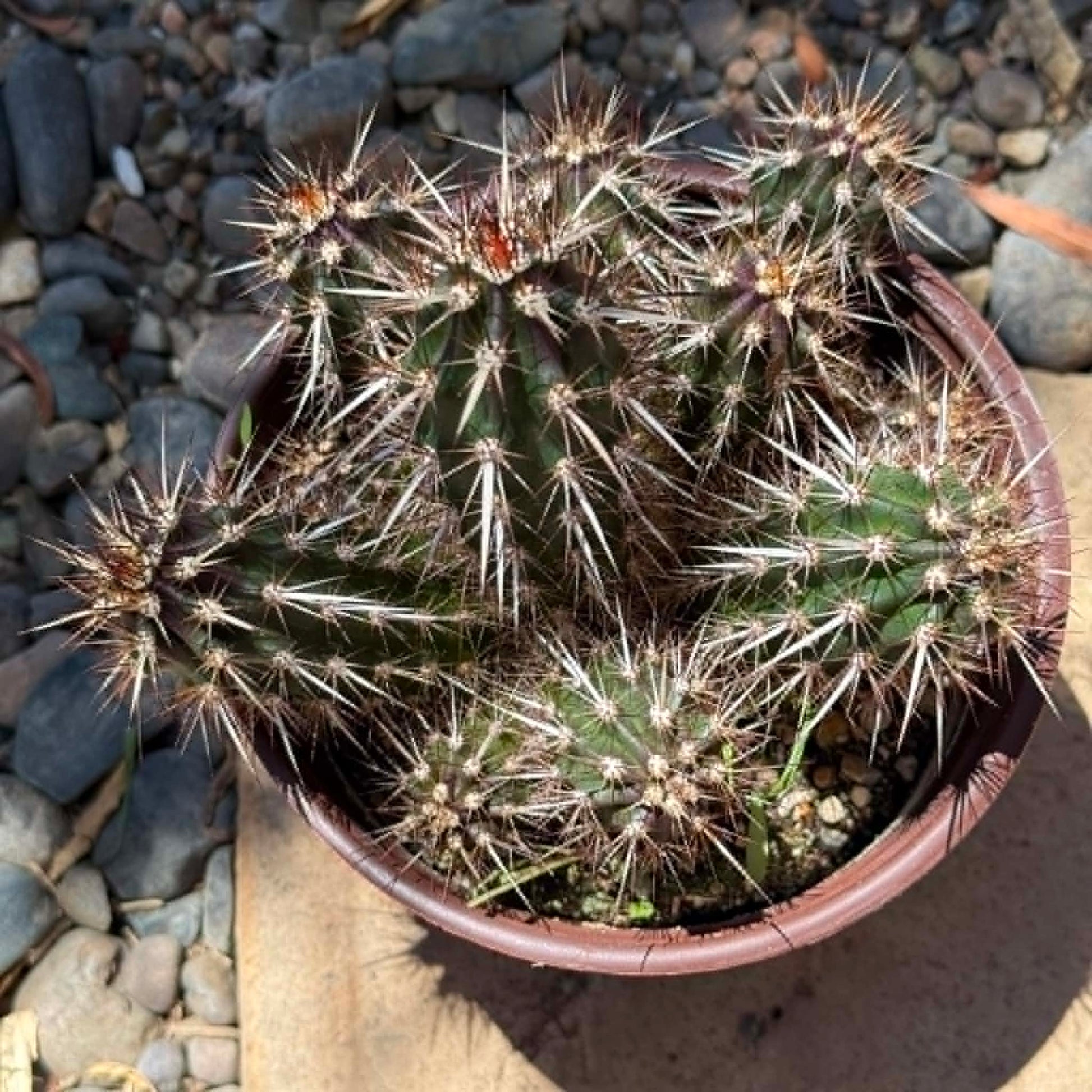 DesertScapeSucculent Cactus 6 Inch Stenocereus eruca 'Creeping Devil Cactus'