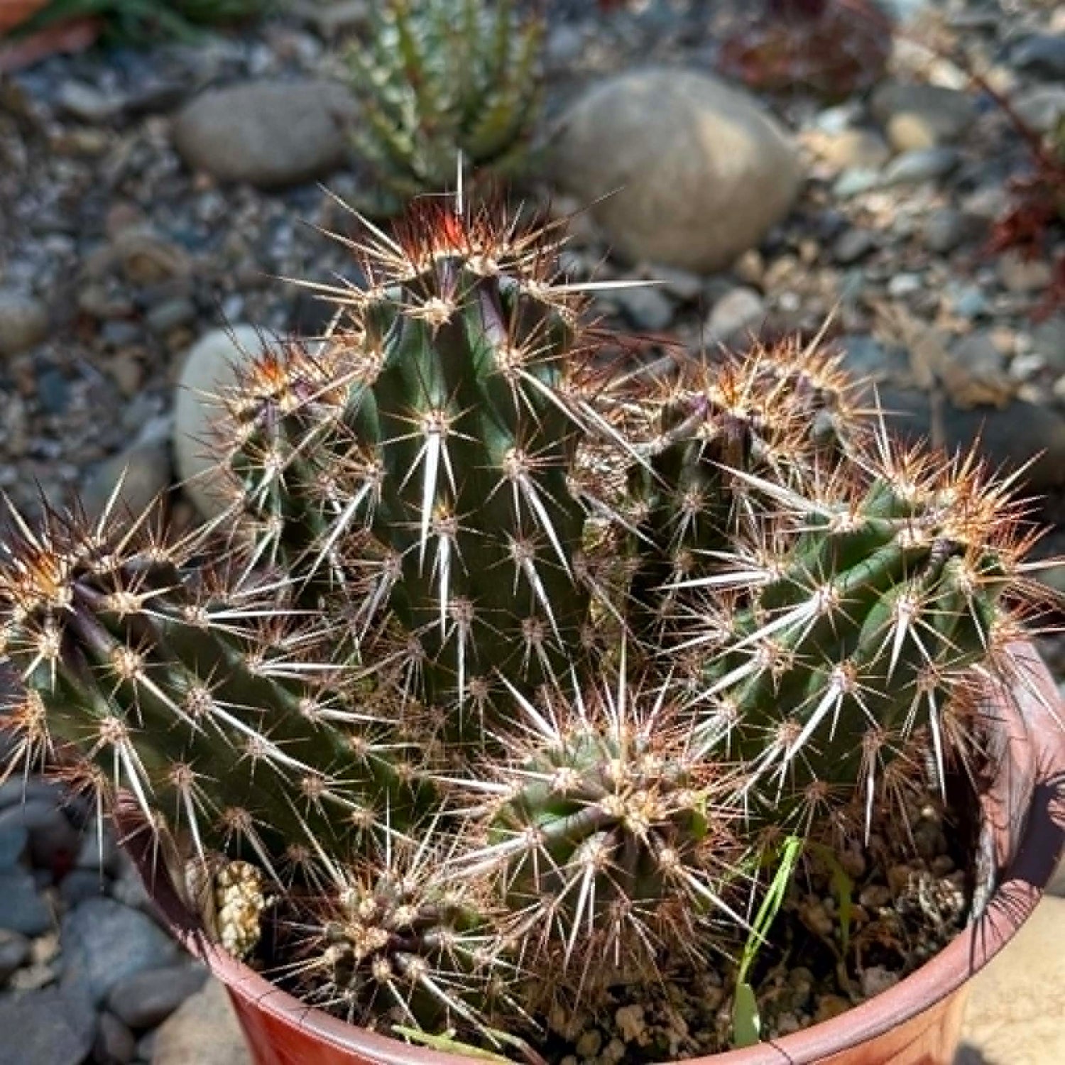 DesertScapeSucculent Cactus 6 Inch Stenocereus eruca 'Creeping Devil Cactus'