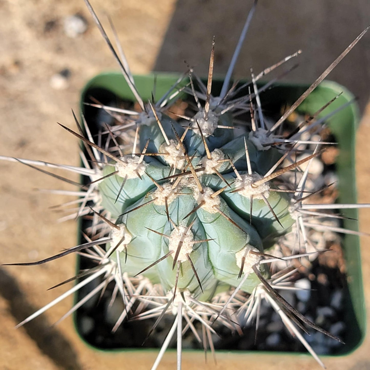 DesertScapeSucculent Cactus 4" Assorted Stetsonia coryne 'Toothpick Cactus'