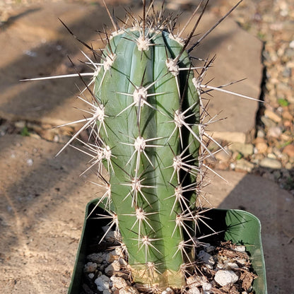 DesertScapeSucculent Cactus 4" Assorted Stetsonia coryne 'Toothpick Cactus'