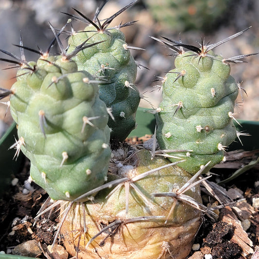 DesertScapeSucculent Cactus 4" Assorted Tephrocactus alexanderii 'Indian Ball Cactus'