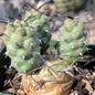 Tephrocactus alexanderii 'Indian Ball Cactus' - 4 Inch Assorted - Cactus - DesertScapeSucculent