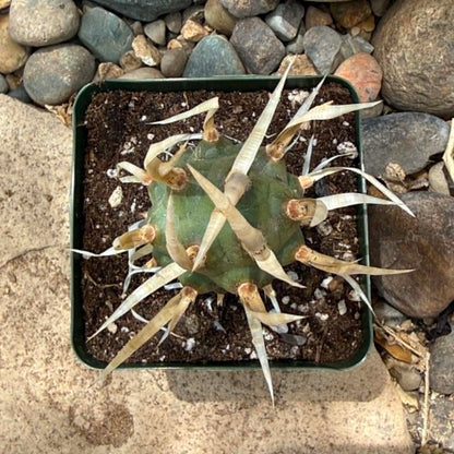 DesertScapeSucculent Cactus Tephrocactus articulatus 'Paper Spine'
