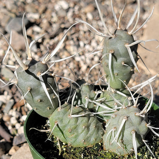 DesertScapeSucculent Cactus 4" Assorted Tephrocactus articulatus 'Paper Spine'