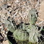 Tephrocactus articulatus 'Paper Spine' - 4 Inch Assorted - Cactus - DesertScapeSucculent