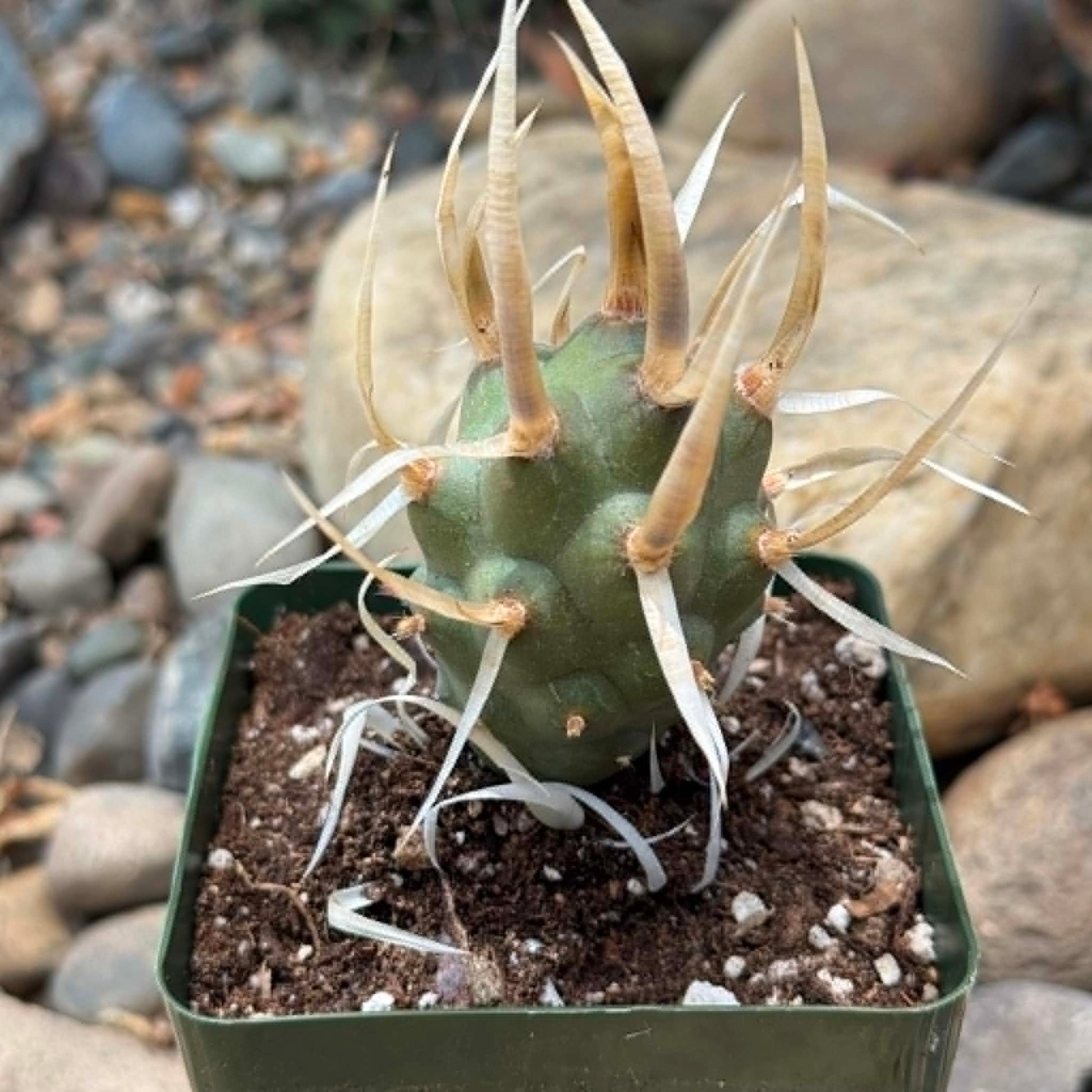 DesertScapeSucculent Cactus 4 Inch Tephrocactus articulatus 'Paper Spine'