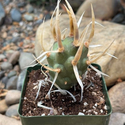 DesertScapeSucculent Cactus 4 Inch Tephrocactus articulatus 'Paper Spine'