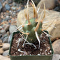 DesertScapeSucculent Cactus 4 Inch Tephrocactus articulatus 'Paper Spine'