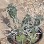 Tephrocactus articulatus 'Paper Spine' - 6 Inch Assorted - Cactus - DesertScapeSucculent