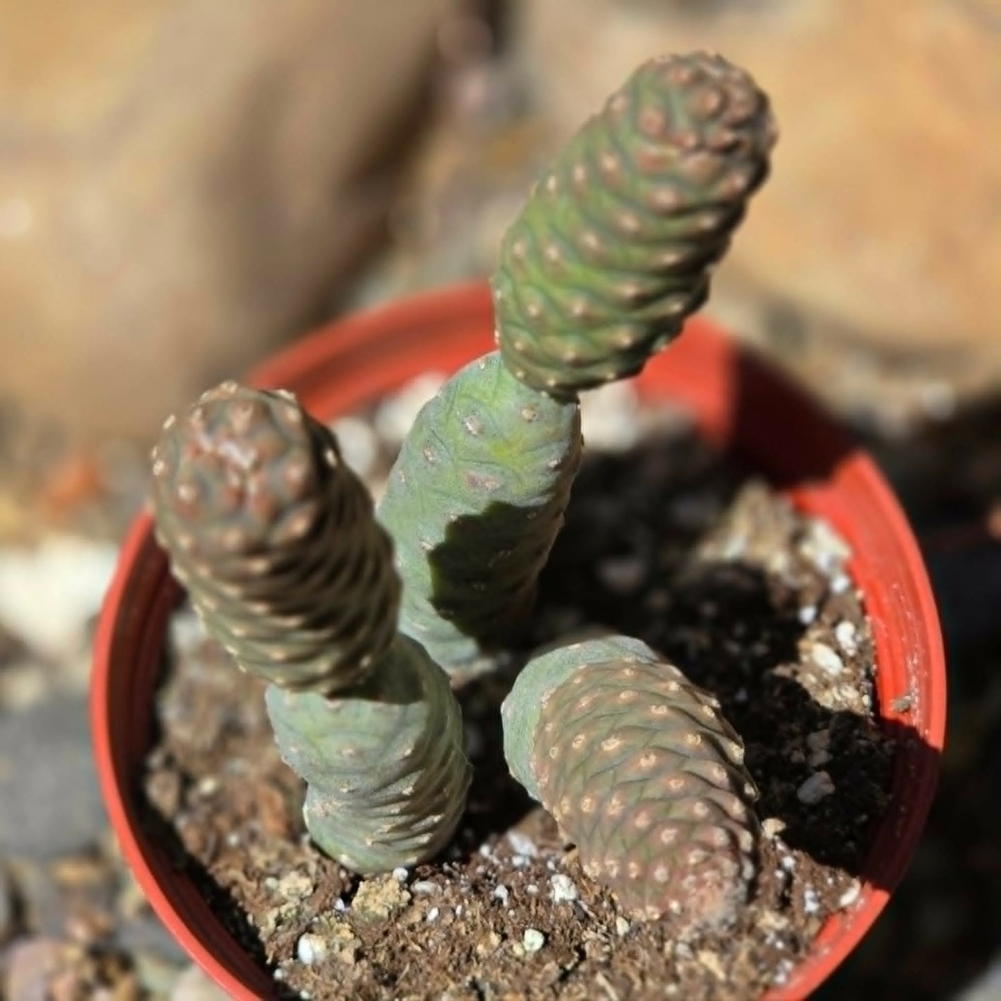 DesertScapeSucculent Cactus Tephrocactus articulatus ‘Pinecone’