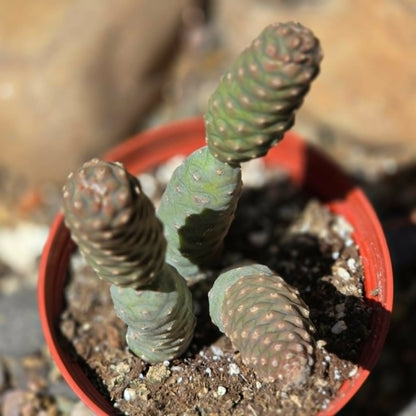 DesertScapeSucculent Cactus Tephrocactus articulatus ‘Pinecone’