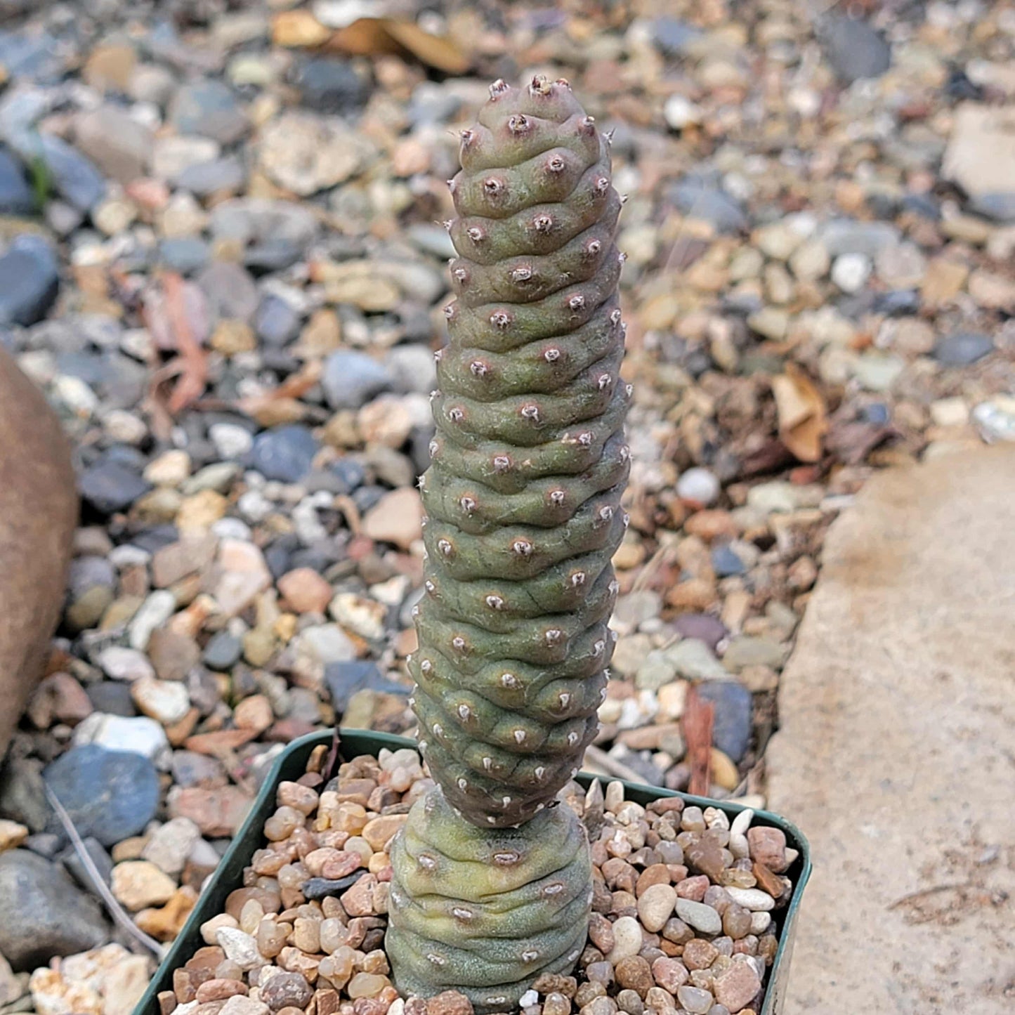 Tephrocactus articulatus ‘Pinecone’ - 4 Inch Assorted - Cactus - DesertScapeSucculent