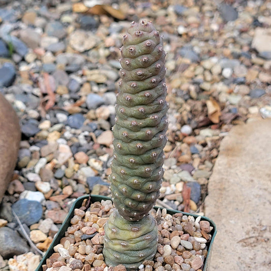 Tephrocactus articulatus ‘Pinecone’ - 4 Inch Assorted - Cactus - DesertScapeSucculent