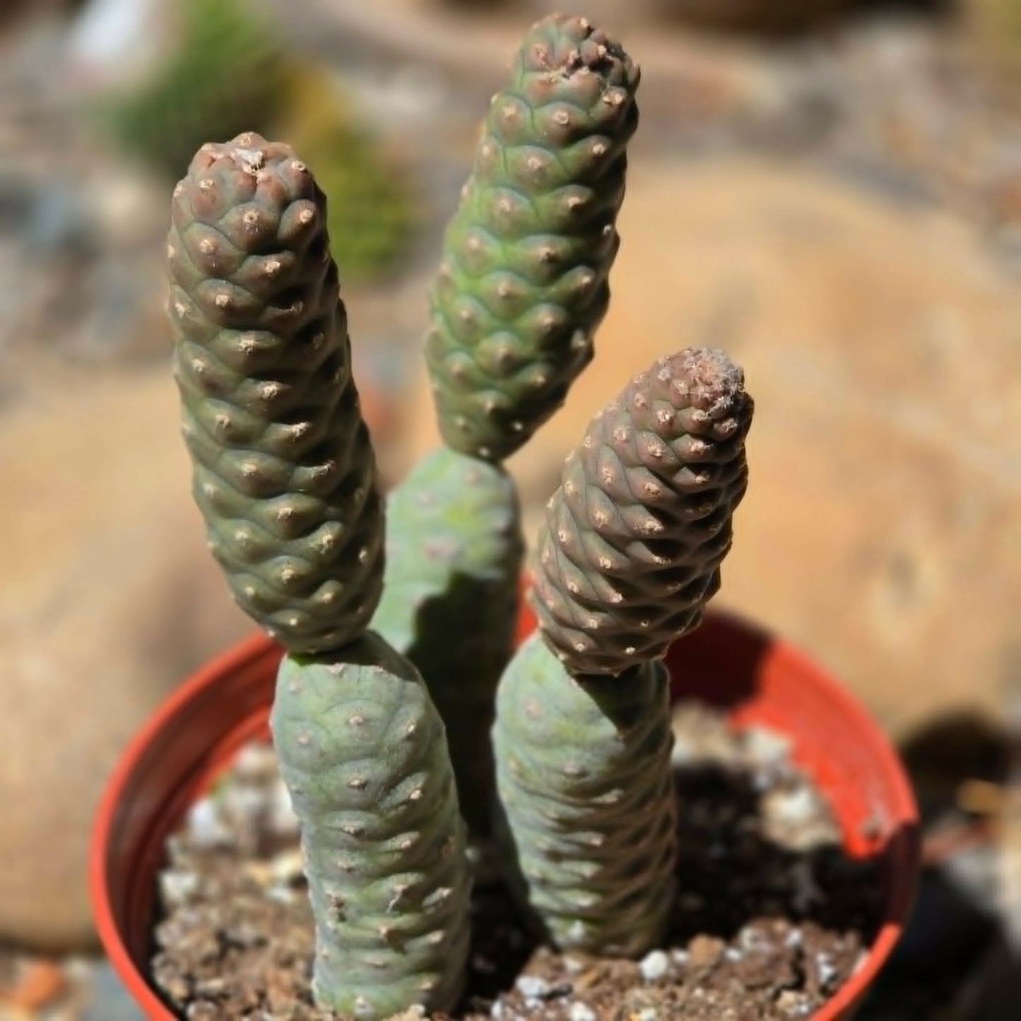 DesertScapeSucculent Cactus 6 Inch Tephrocactus articulatus ‘Pinecone’