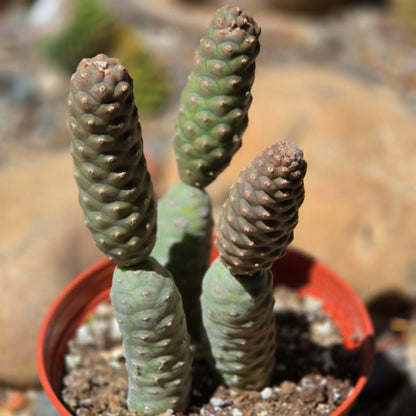 DesertScapeSucculent Cactus 6 Inch Tephrocactus articulatus ‘Pinecone’