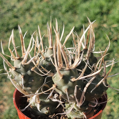 Tephrocactus articulatus var. papyracanthu 'Cactus de columna de papel'