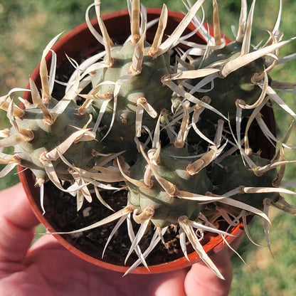 Tephrocactus articulatus var. papyracanthu 'Cactus de columna de papel'