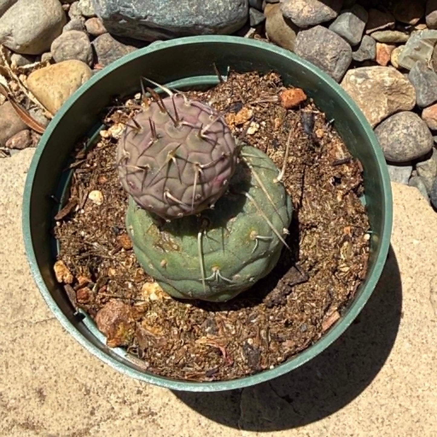 DesertScapeSucculent Cactus 4 Inch Tephrocactus geometricus