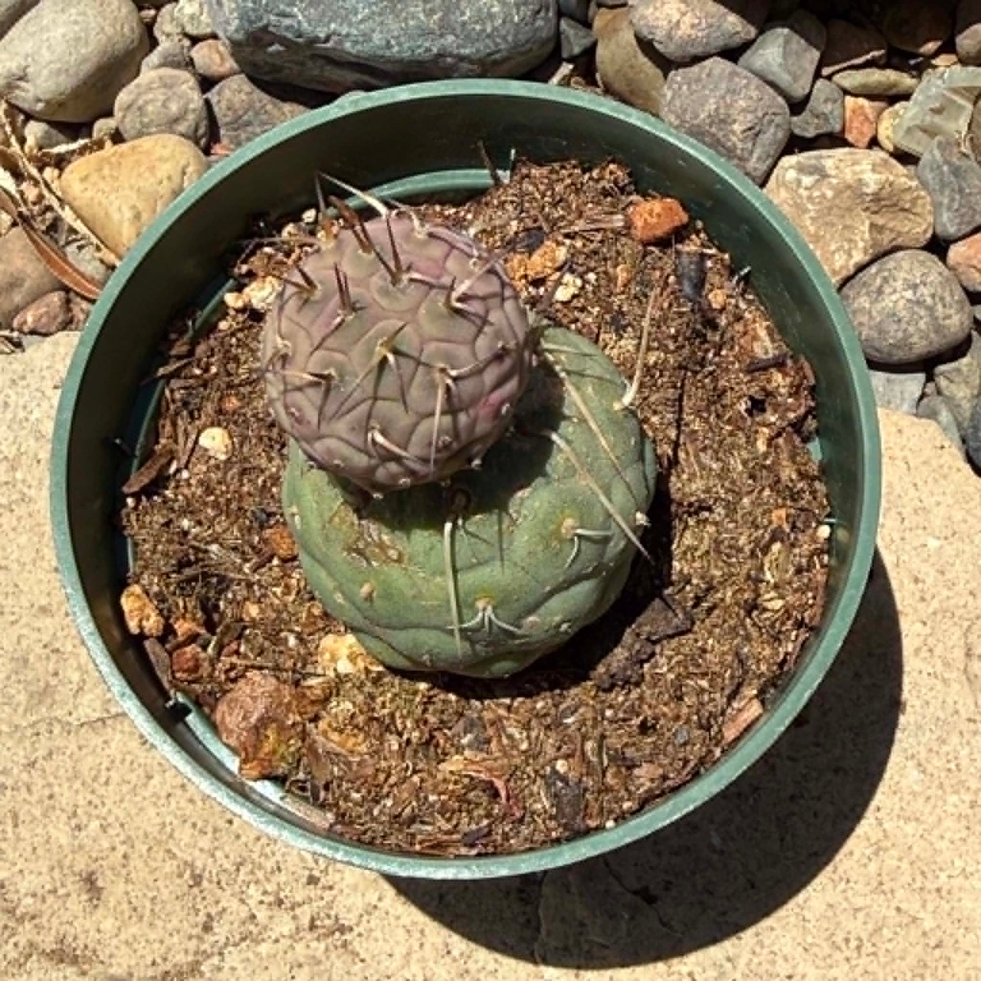 DesertScapeSucculent Cactus 4 Inch Tephrocactus geometricus