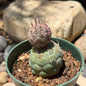DesertScapeSucculent Cactus 4 Inch Tephrocactus geometricus