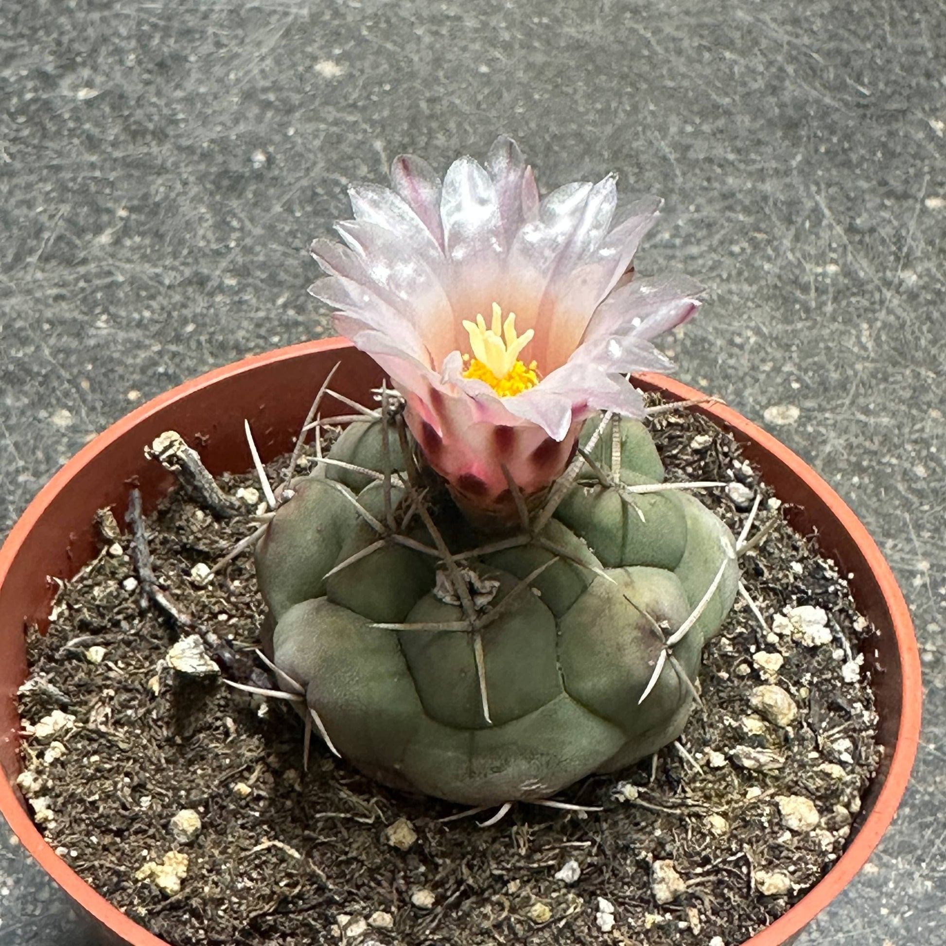 Thelocactus hexaedrophorus X - 4 Inch Assorted - Cactus - DesertScapeSucculent