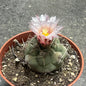 Thelocactus hexaedrophorus X - 4 Inch Assorted - Cactus - DesertScapeSucculent